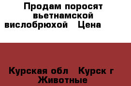 Продам поросят вьетнамской вислобрюхой › Цена ­ 2 000 - Курская обл., Курск г. Животные и растения » Другие животные   